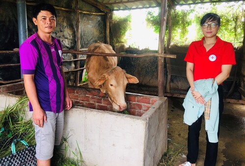 Hội Chữ thập đỏ huyện Thạnh Phú tặng bò sinh sản cho hộ nghèo