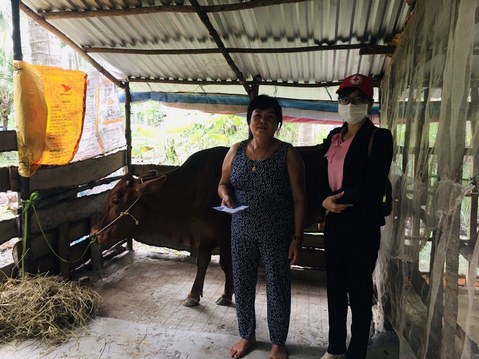 Hội Chữ thập đỏ huyện Thạnh Phú tổ chức trao bò sinh sản cho hộ nghèo xã Phú Khánh