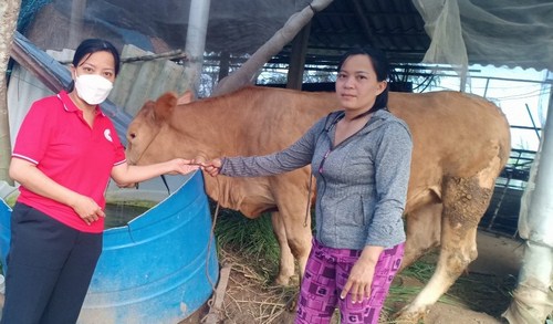 Hội Chữ thập đỏ huyện Bình Đại trao tặng bò giống sinh sản  cho hộ nghèo 