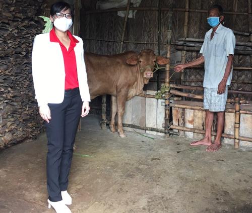 Trao bò sinh sản cho hộ nghèo tại xã Phú Khánh,  huyện Thạnh Phú