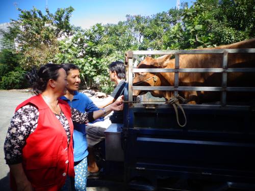 Hội Chữ thập đỏ huyện Châu Thành tỉnh Bến Tre tặng bò giống sinh sản cho người nghèo và nạn nhân chất độc da cam