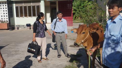 Hội Chữ thập đỏ huyện Châu Thành tổ chức lễ trao bò cho người nghèo và nạn nhân chất độc da cam