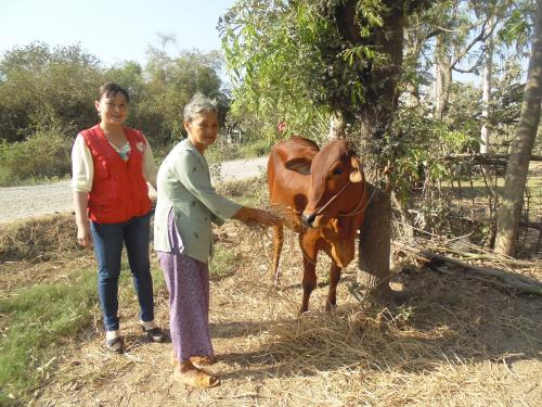 Hội Chữ thập đỏ tỉnh Bến Tre tặng bò cho hộ nghèo có người khuyết tật và nạn nhân chất độc da cam tại huyện Ba Tri 