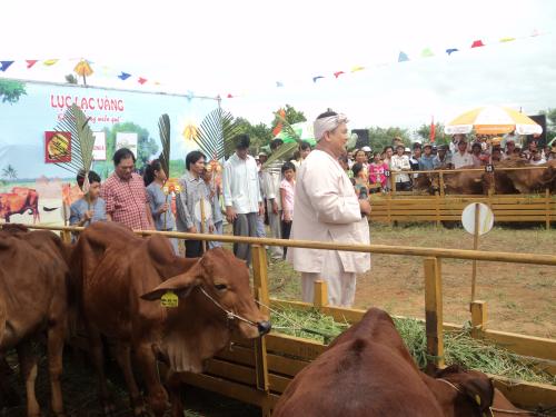 Chương trình "Lục lạc vàng" hỗ trợ bò cho nông dân nghèo vượt khó huyện Ba Tri tỉnh Bến Tre
