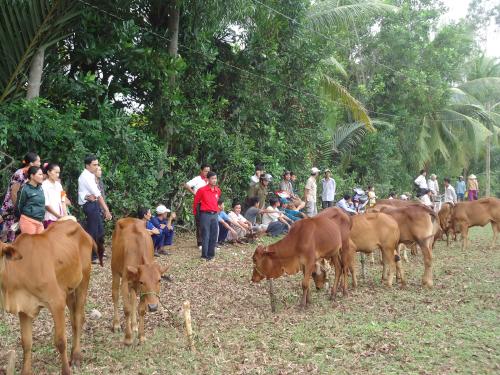       Trung ương Hội Chữ thập đỏ Việt Nam vận động quỹ “Lục lạc vàng-kết nối những miền quê” hỗ trợ bò cho nông dân nghèo xã Phú Sơn huyện Chợ Lách tỉnh Bến Tre