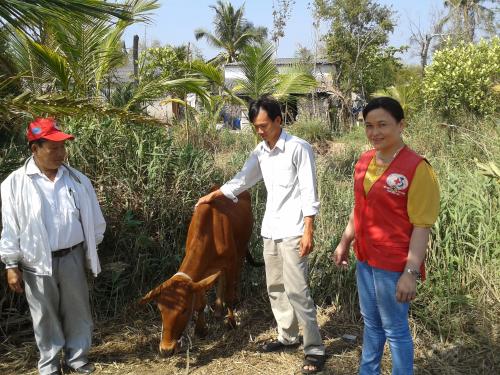 Hội Chữ thập đỏ tỉnh Bến Tre tặng bò cho hộ nghèo có người khuyết tật và nạn nhân chất độc da cam tại huyện Chợ Lách và huyện Bình Đại